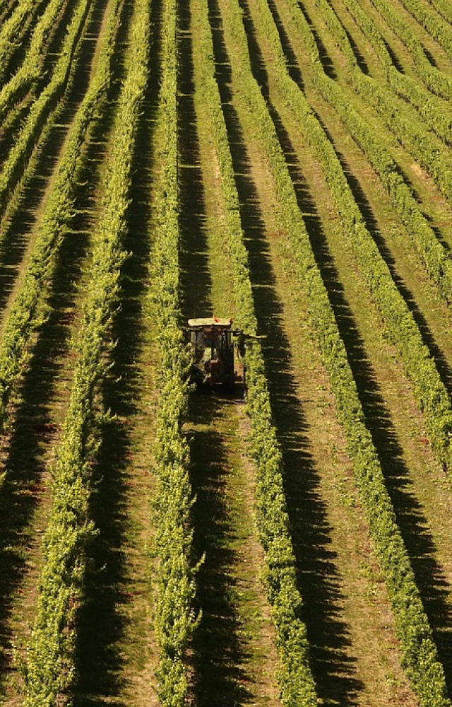 Sauvignon Blanc Marlborough 2022